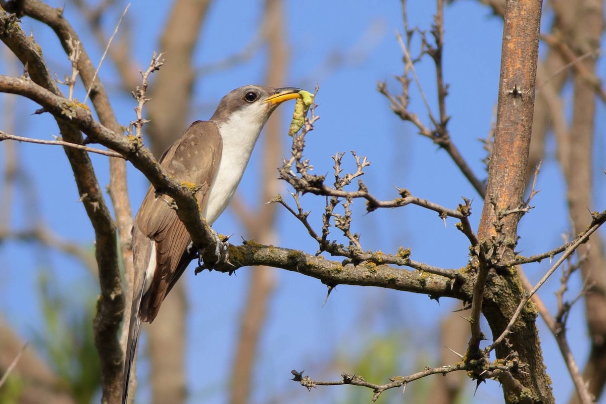 Yellow-billed Cuckoo - ML359565951