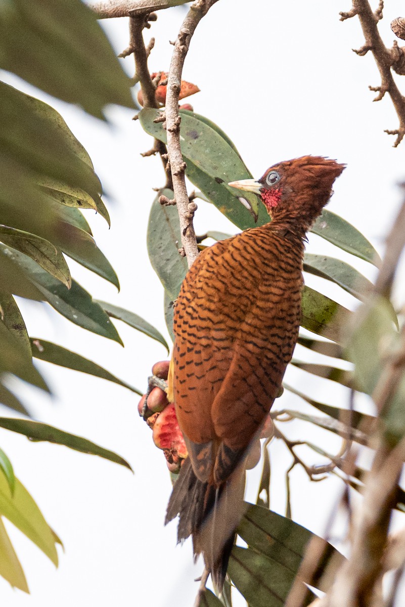 Scale-breasted Woodpecker - ML359574041