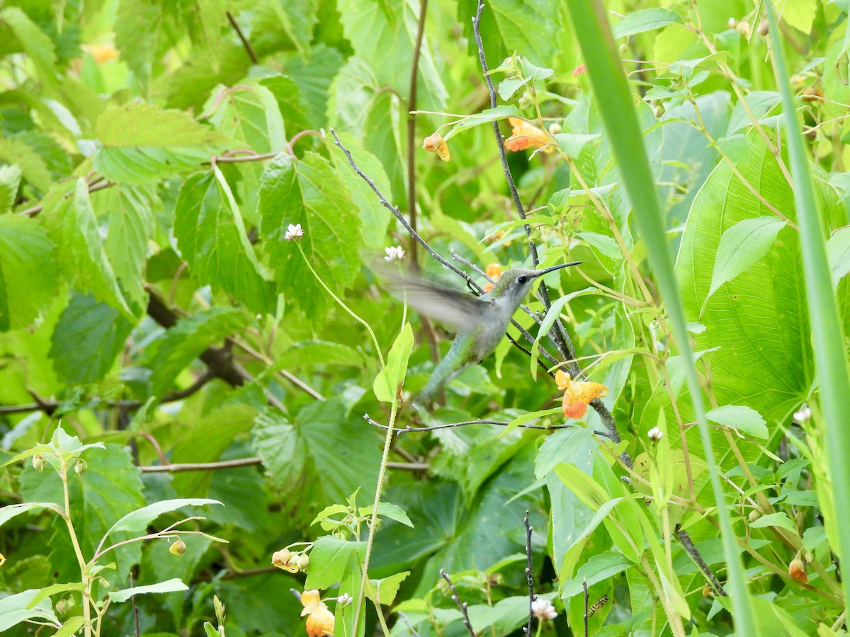 Ruby-throated Hummingbird - ML359577201