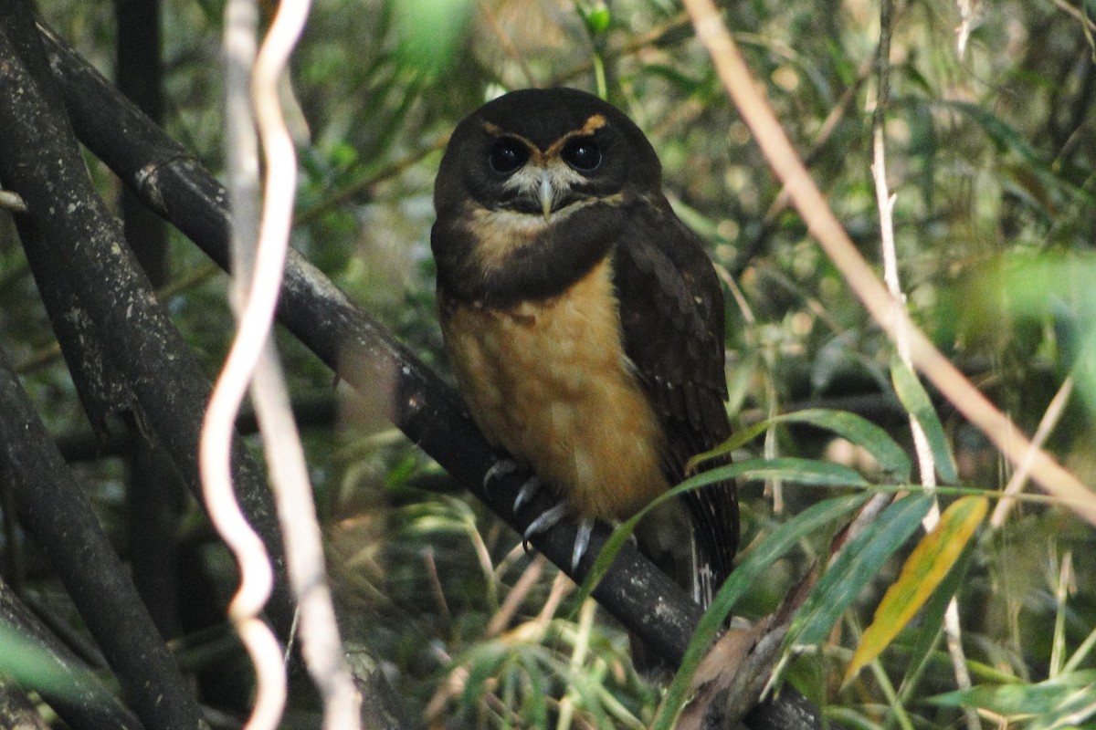 Tawny-browed Owl - ML35958511