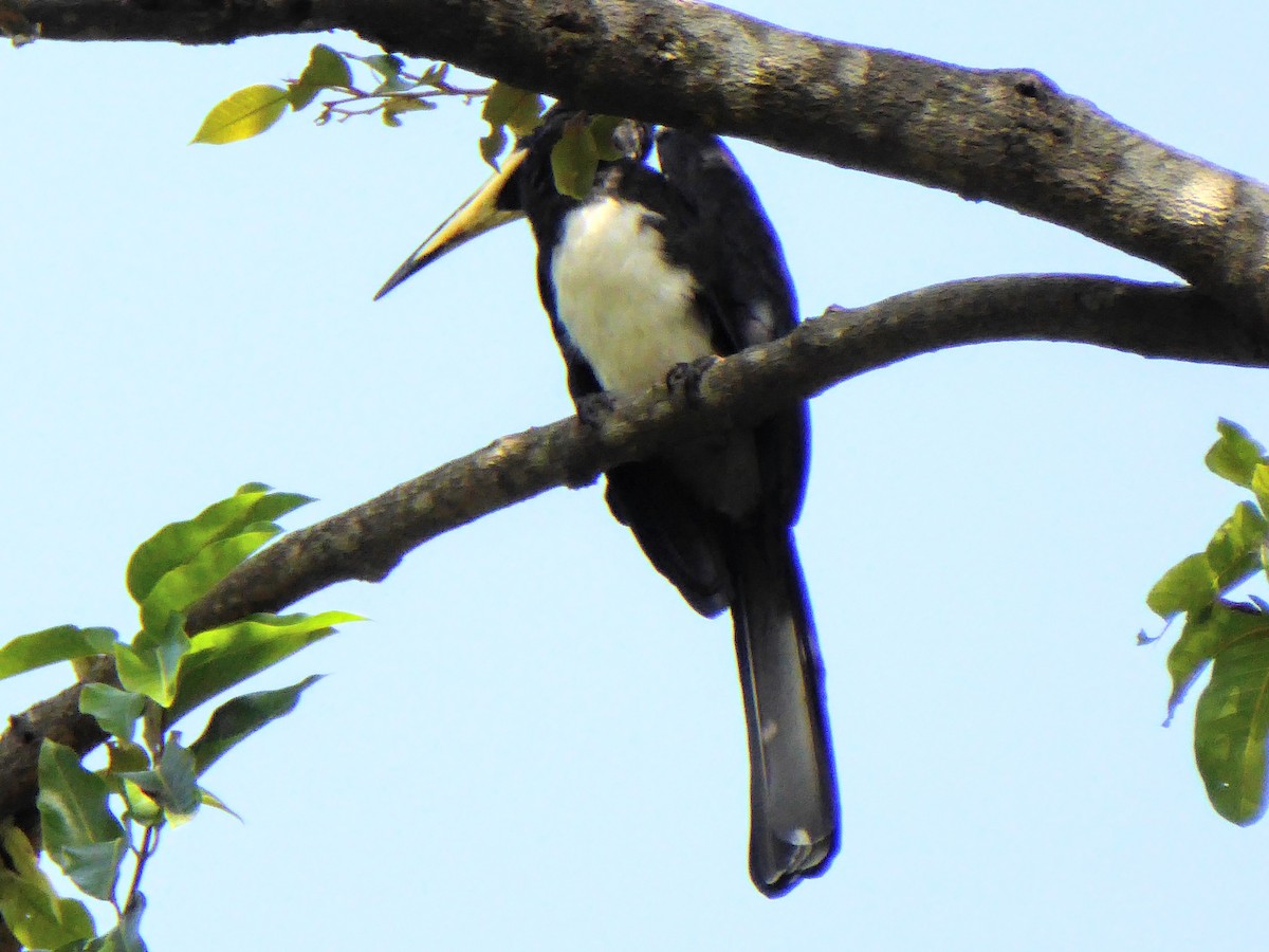 West African Pied Hornbill - Neil Davidson