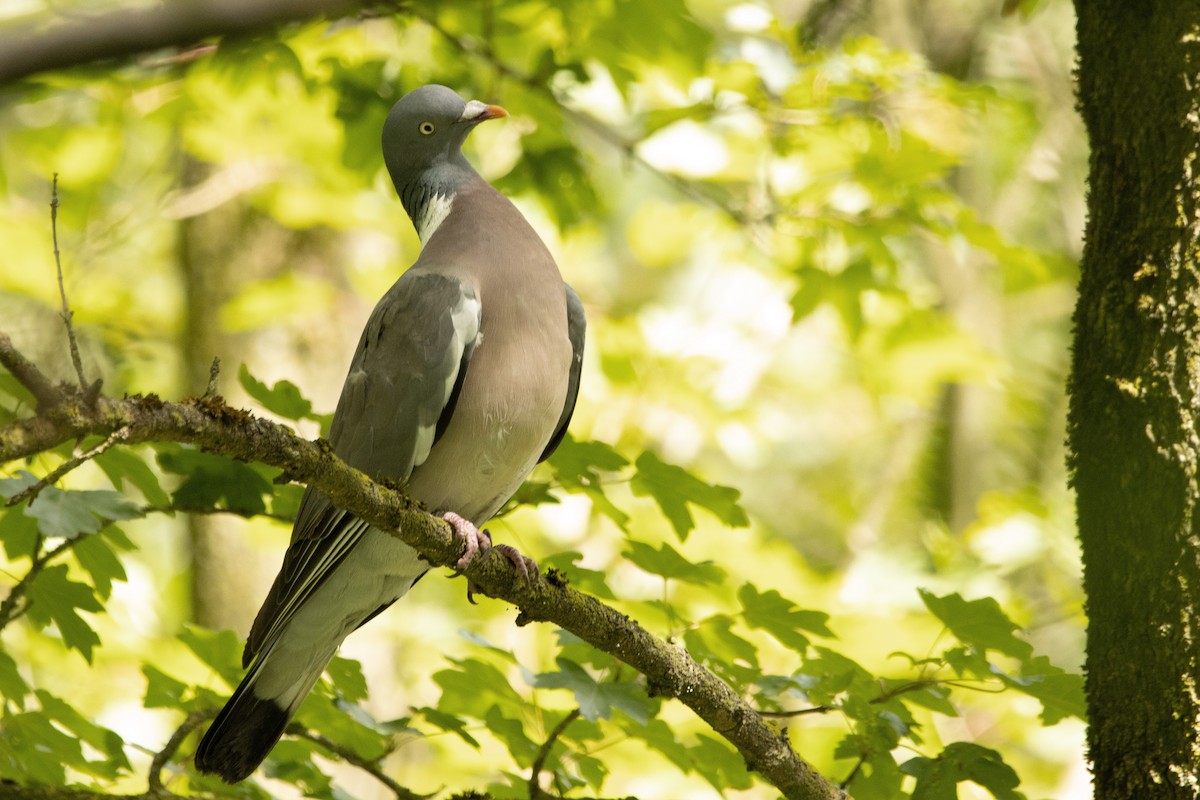 Common Wood-Pigeon - Letty Roedolf Groenenboom