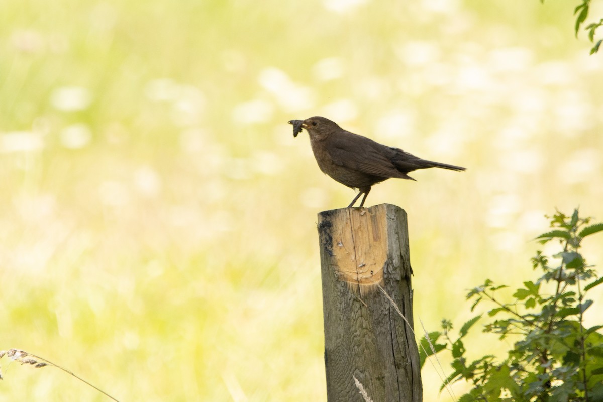 Eurasian Blackbird - Letty Roedolf Groenenboom