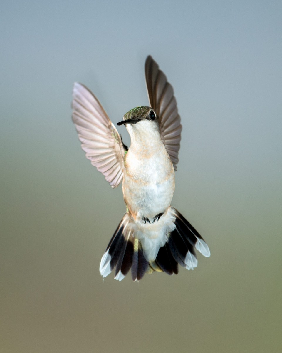 Ruby-throated Hummingbird - Russ Wigh