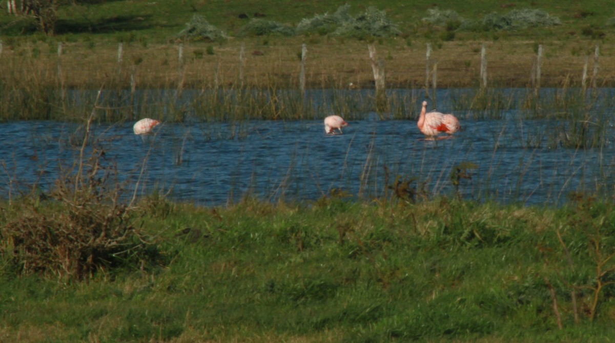 Chilean Flamingo - Celina Emilia Iratchet