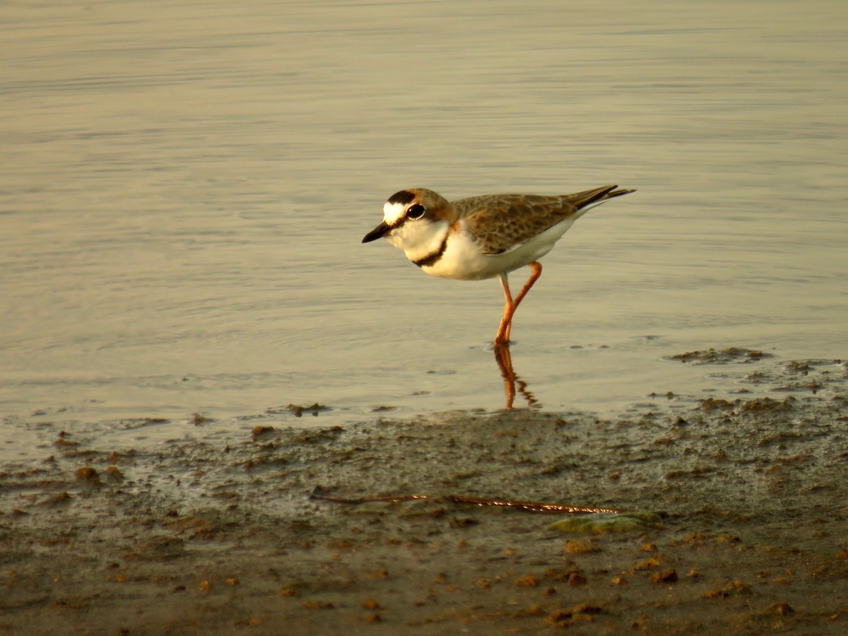 Collared Plover - ML35959971