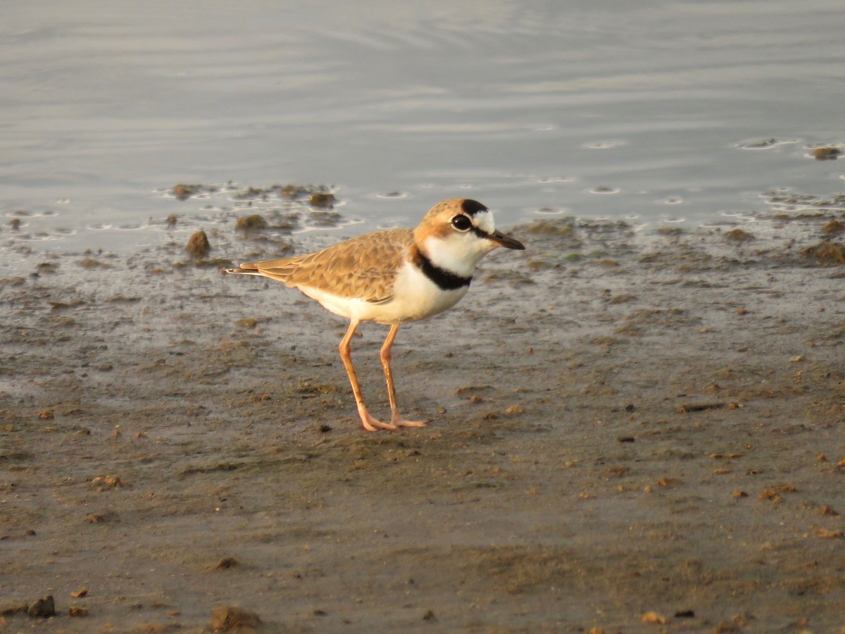 Collared Plover - ML35960021
