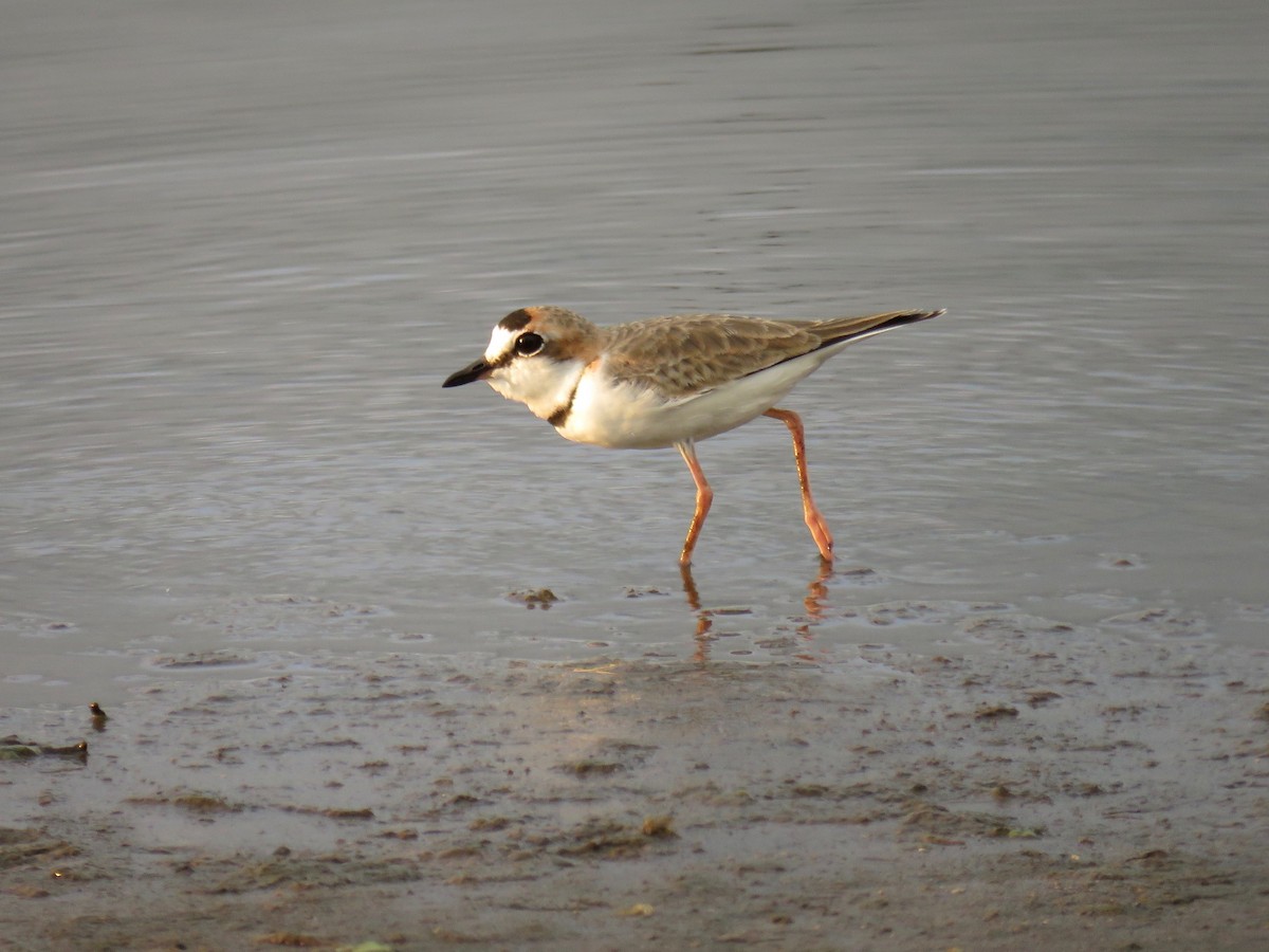 Collared Plover - ML35960081