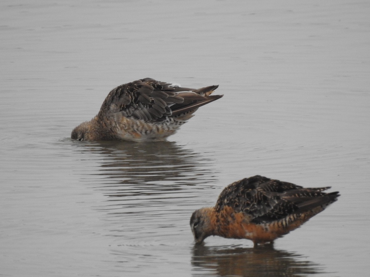 Long-billed Dowitcher - ML359602251