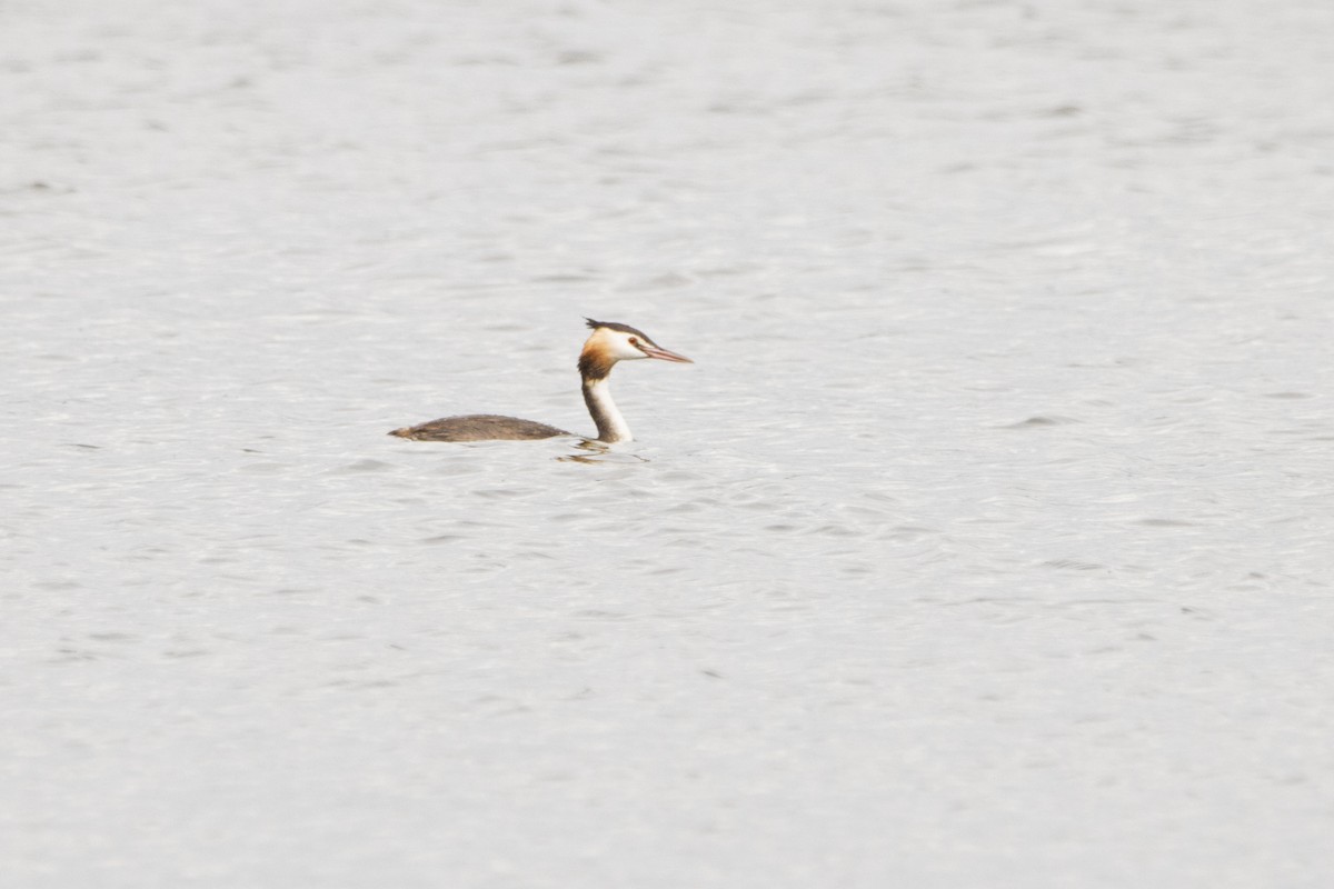 Great Crested Grebe - ML359605531