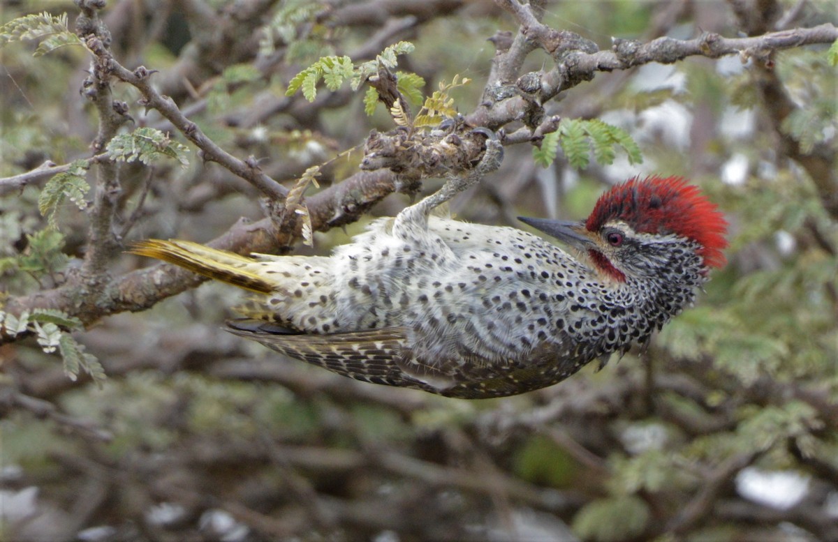Nubian Woodpecker - Bertina K