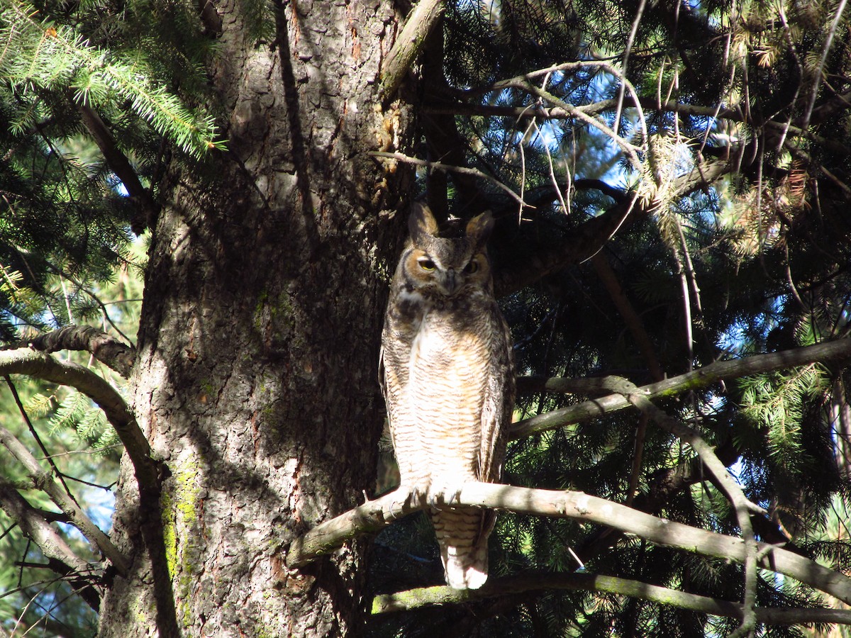 Great Horned Owl - ML35960791