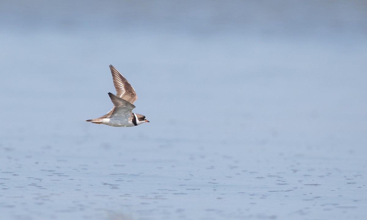 Semipalmated Plover - ML359610681