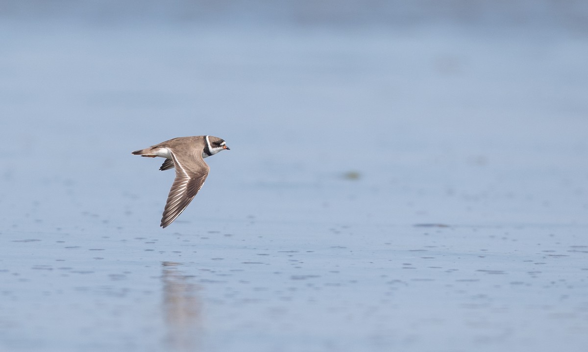Semipalmated Plover - ML359610701