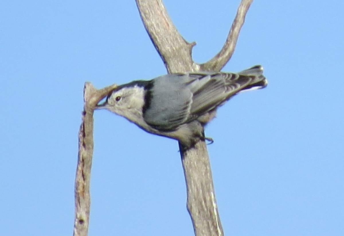 White-breasted Nuthatch - Paul Frost