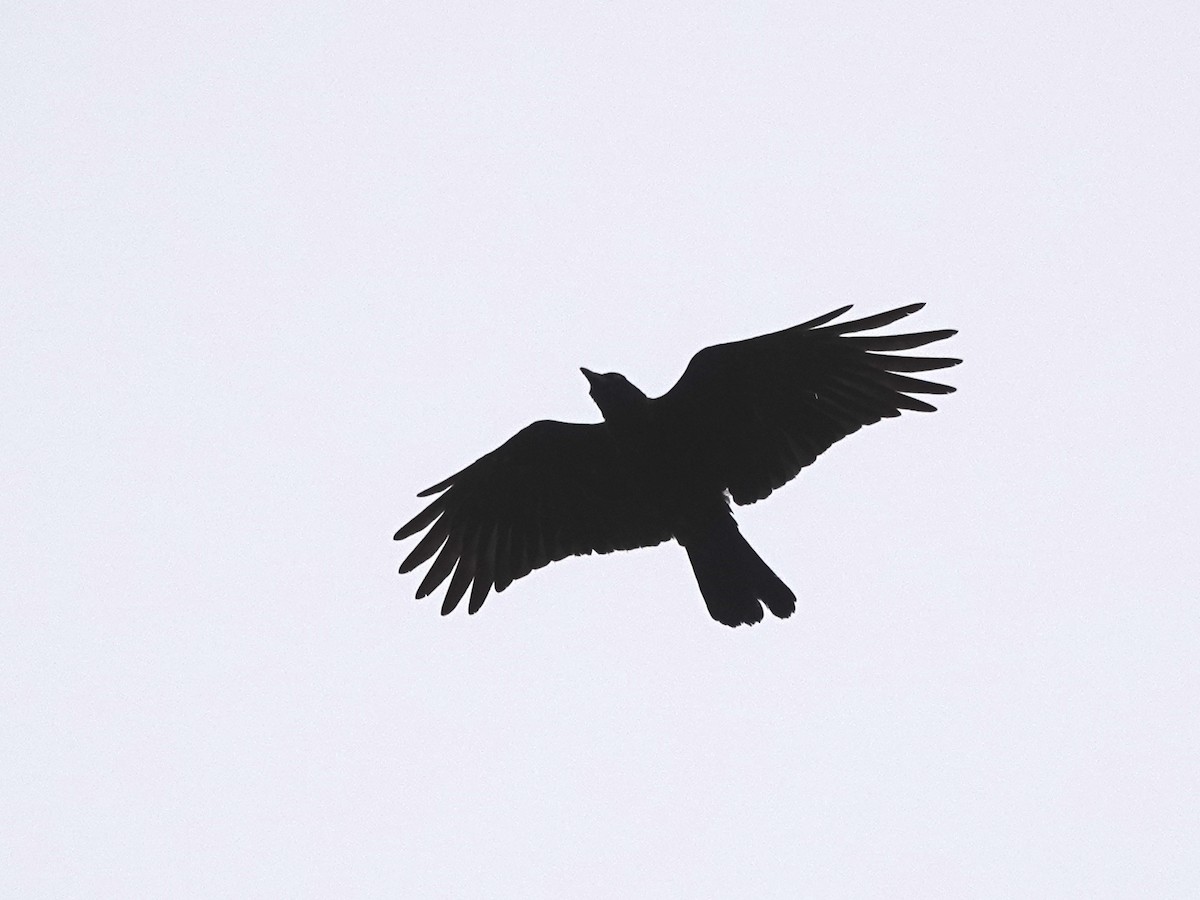 American Crow - Norman Uyeda