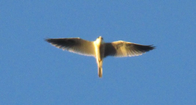 White-tailed Kite - Steve Nord