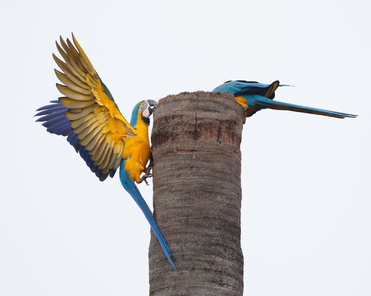 Blue-and-yellow Macaw - ML359617341