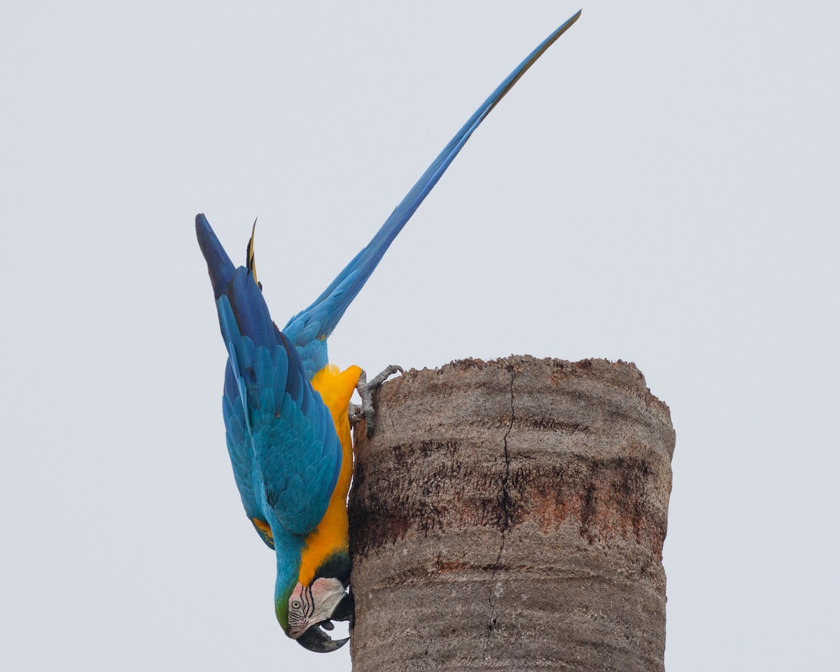 Blue-and-yellow Macaw - ML359617381