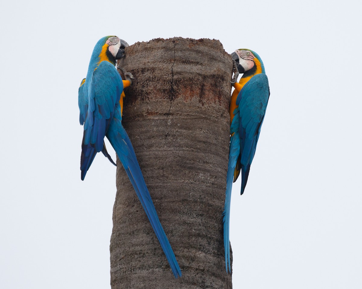 Blue-and-yellow Macaw - ML359617421