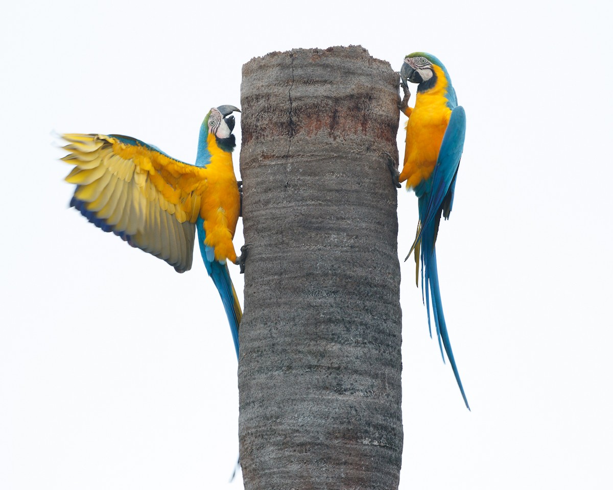 Blue-and-yellow Macaw - ML359617491