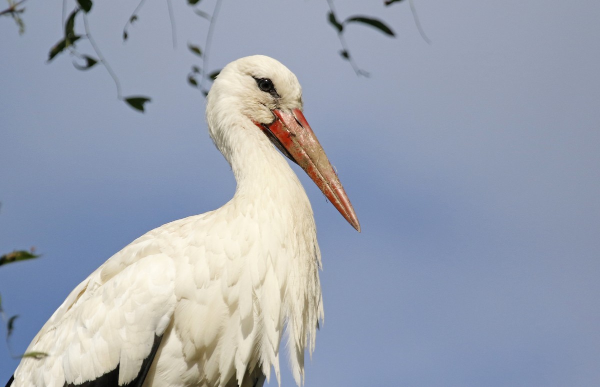 White Stork - ML359617851