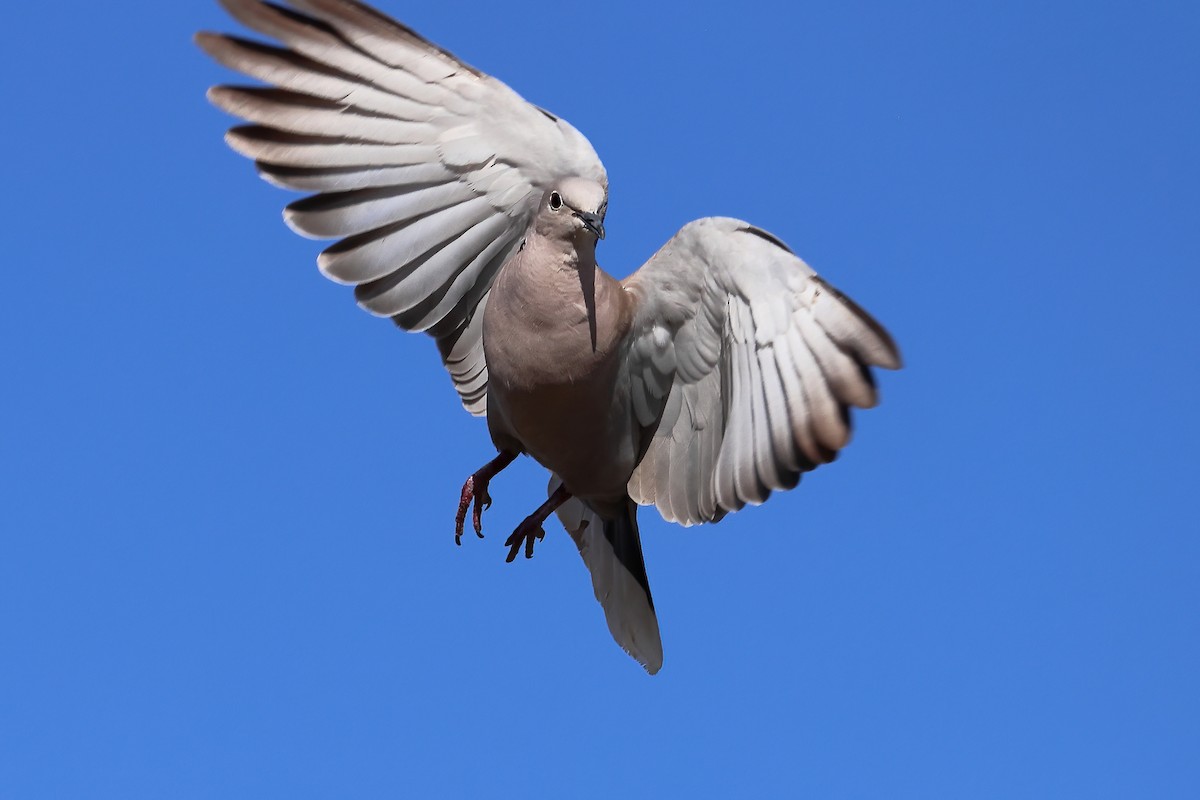 Eurasian Collared-Dove - ML359619741