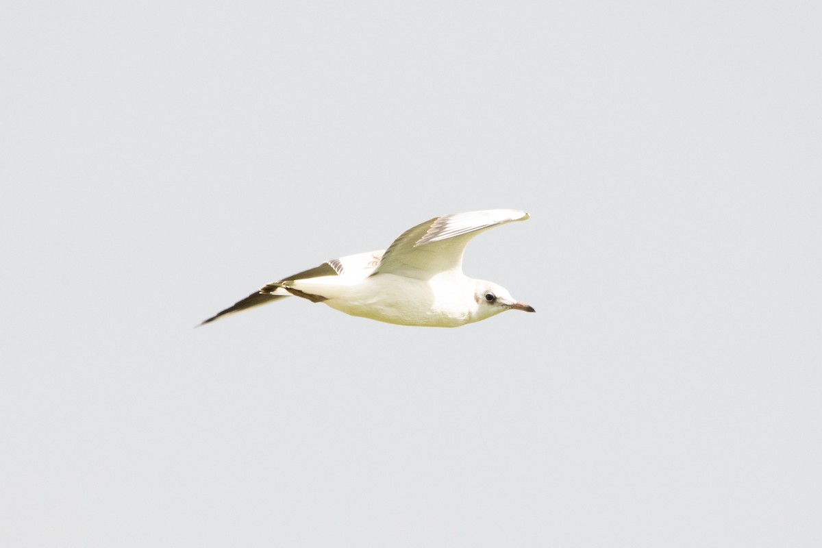 Black-headed Gull - Letty Roedolf Groenenboom