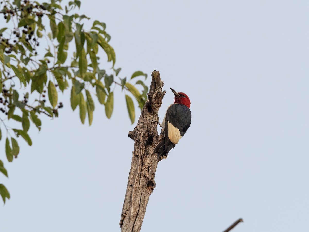 Red-headed Woodpecker - ML359622941
