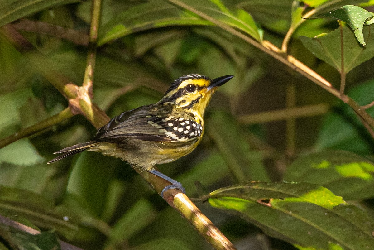 Yellow-browed Antbird - ML359633191