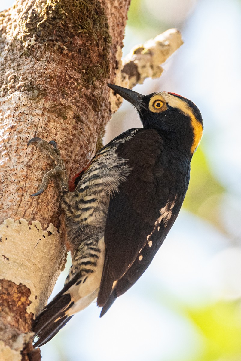 Yellow-tufted Woodpecker - ML359633871