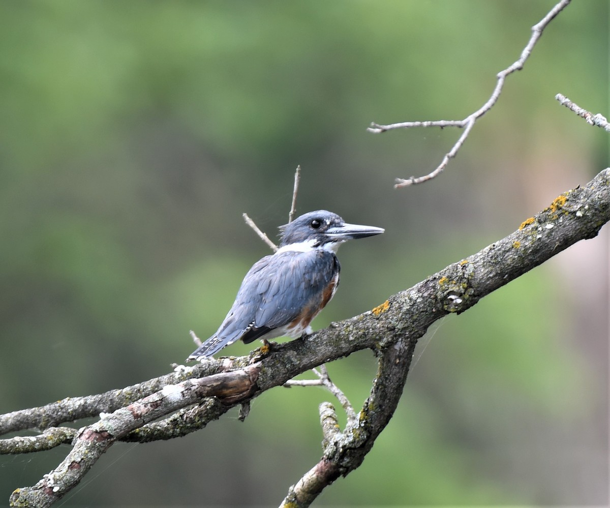 Belted Kingfisher - ML359639311