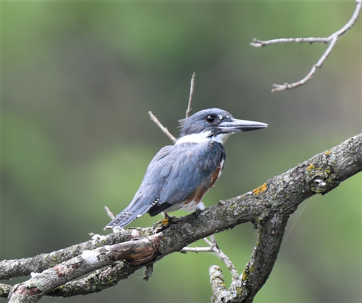 Belted Kingfisher - ML359639541