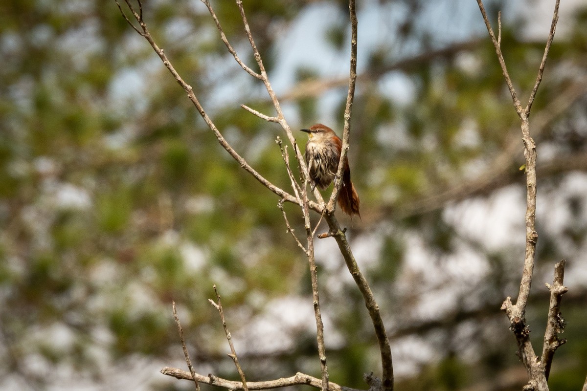Yellow-chinned Spinetail - Vitor Rolf Laubé