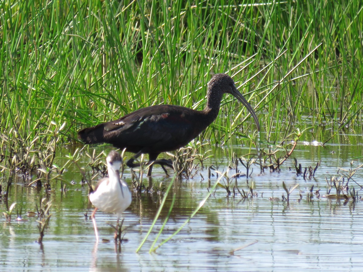 ibis hnědý - ML35965581