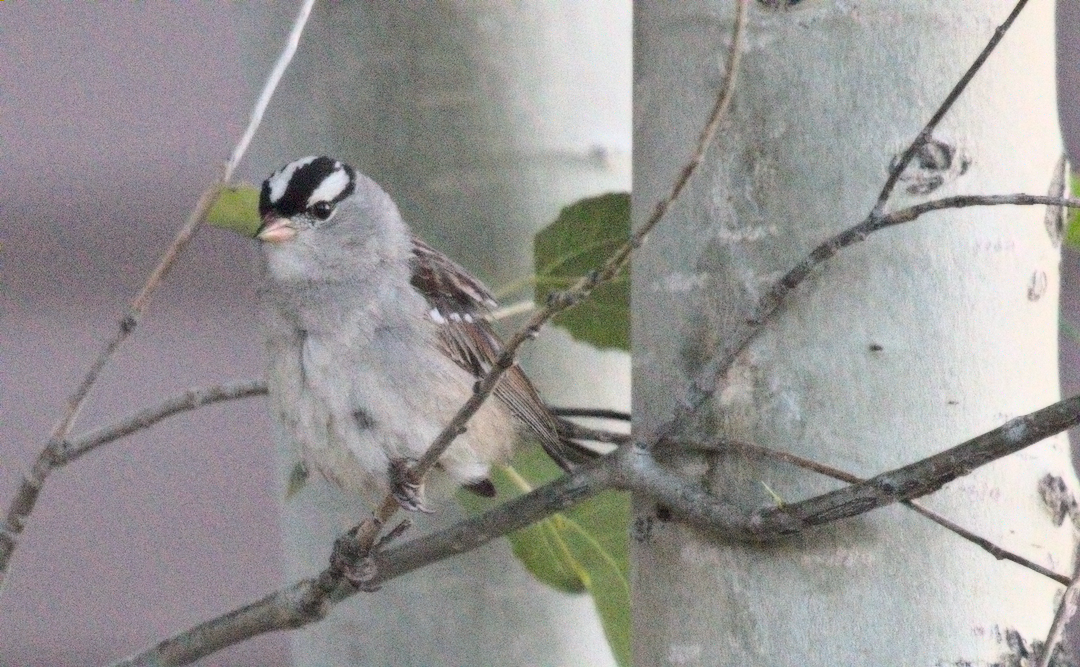 White-crowned Sparrow - Forrest Baublitz