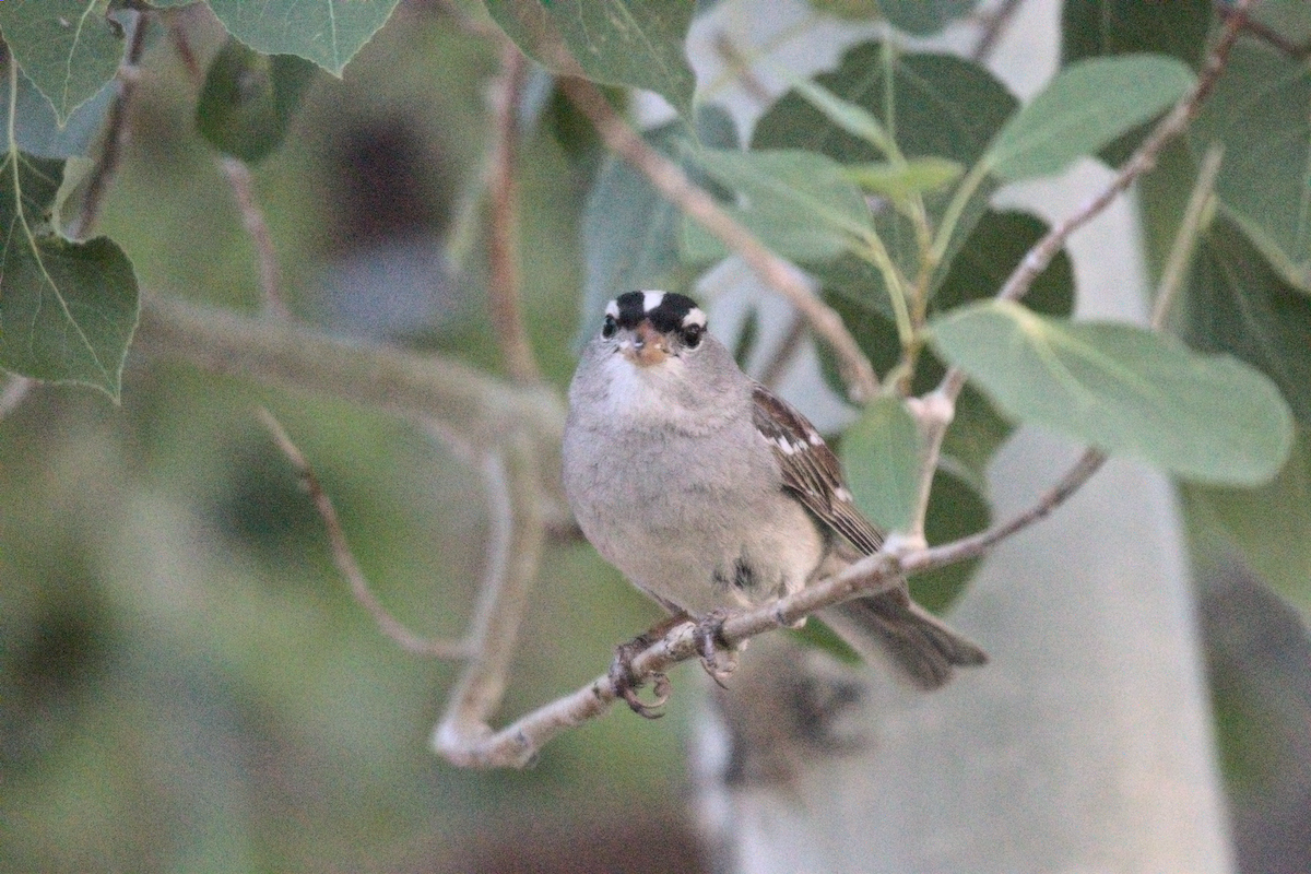 White-crowned Sparrow - ML359656481