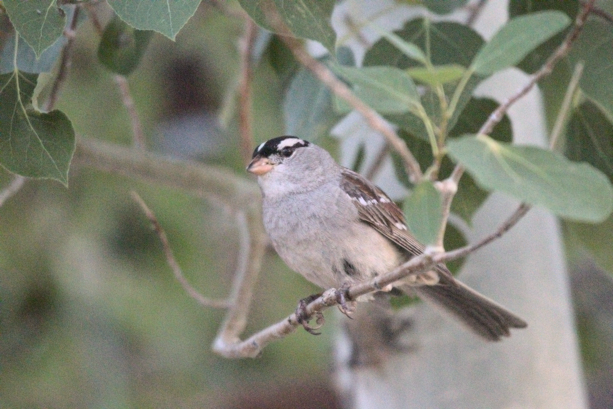 White-crowned Sparrow - ML359656521