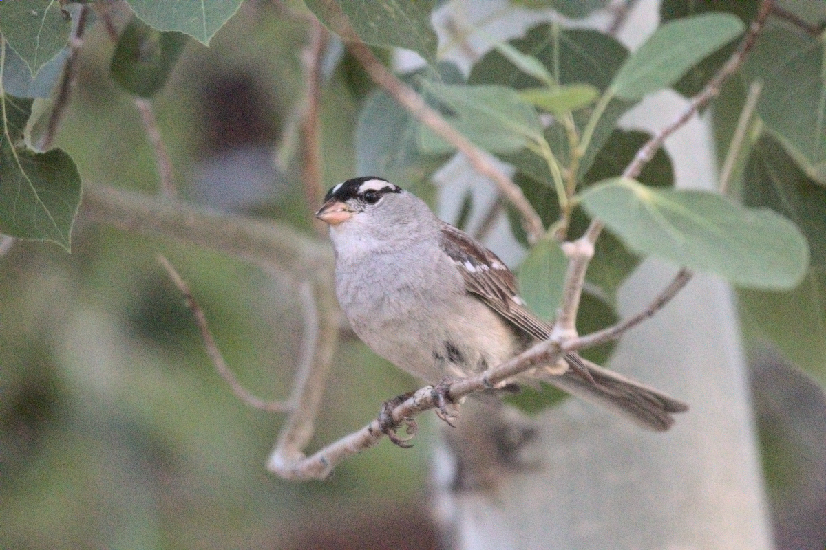 White-crowned Sparrow - ML359656531