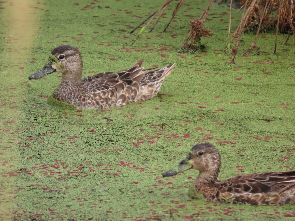 Blue-winged Teal - ML359670491