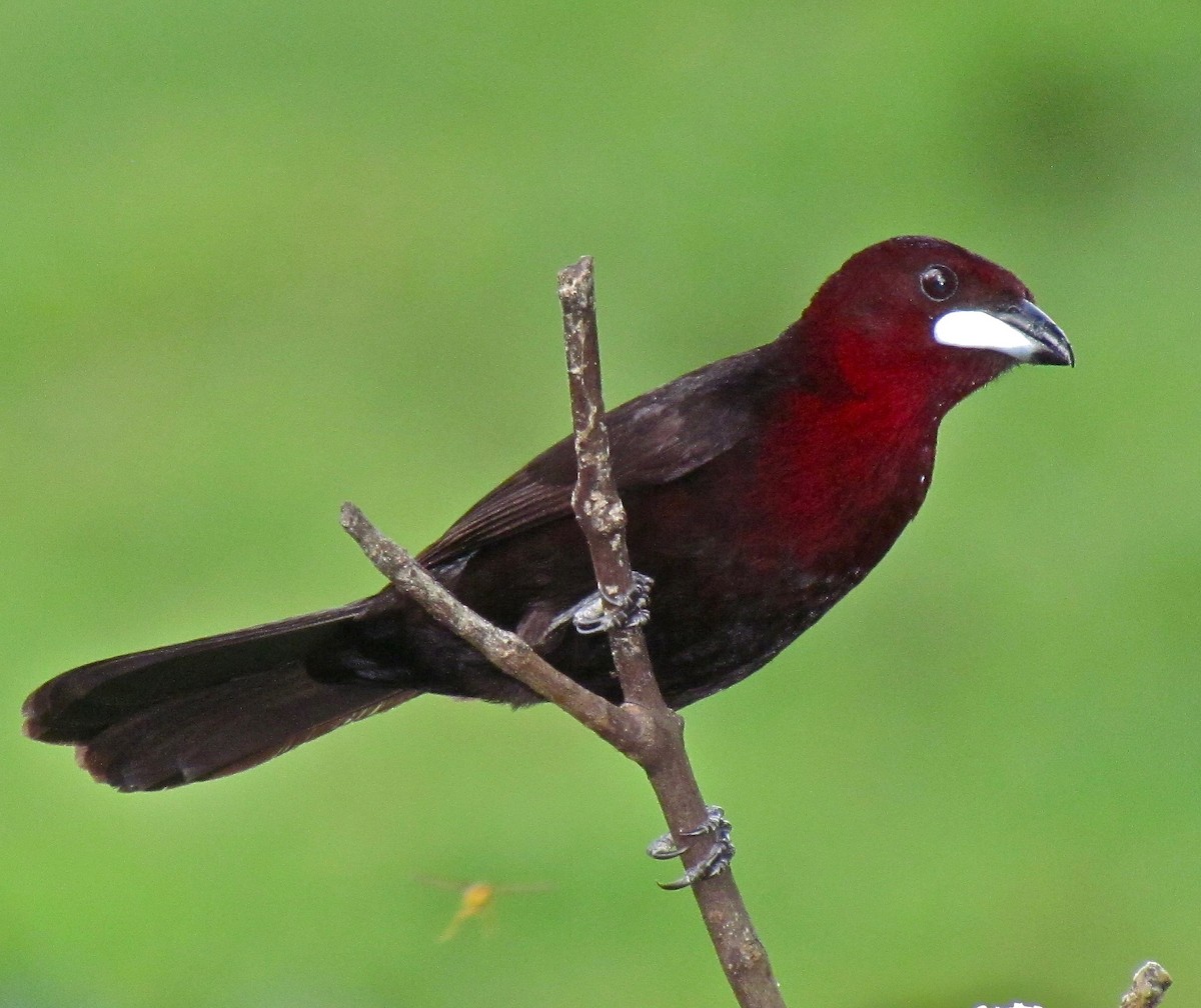 Silver-beaked Tanager - ML359675871