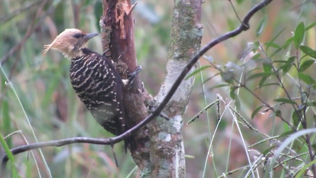Blond-crested Woodpecker - ML359680821