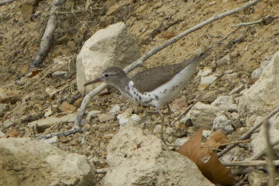 Spotted Sandpiper - Jacob Wessels
