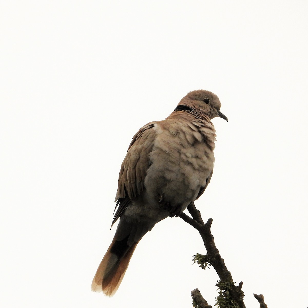 Eurasian Collared-Dove - ML359693321