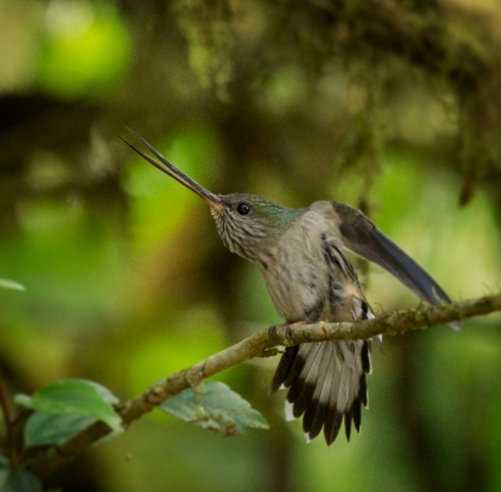 kolibřík háčkozobý - ML359696201