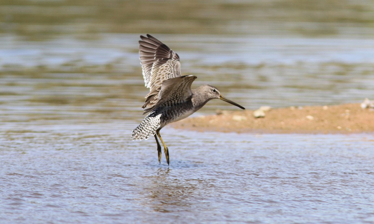 Long-billed Dowitcher - ML35970341