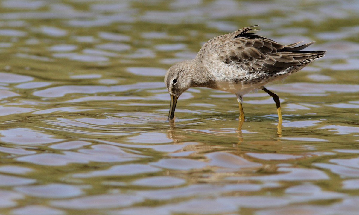 Long-billed Dowitcher - ML35970361