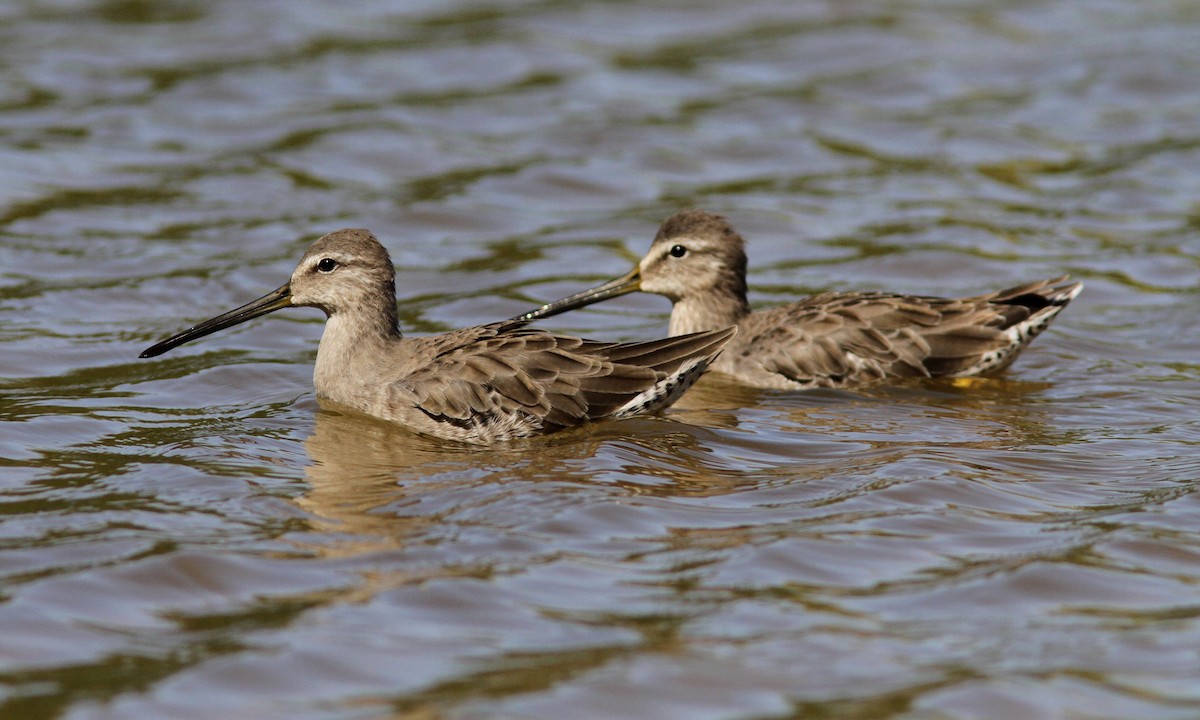 Long-billed Dowitcher - ML35970371