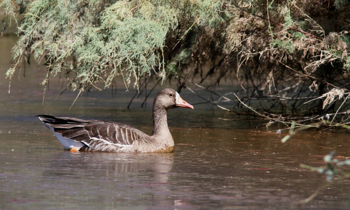Greater White-fronted Goose - ML35970511
