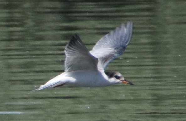 Common Tern - ML35970901